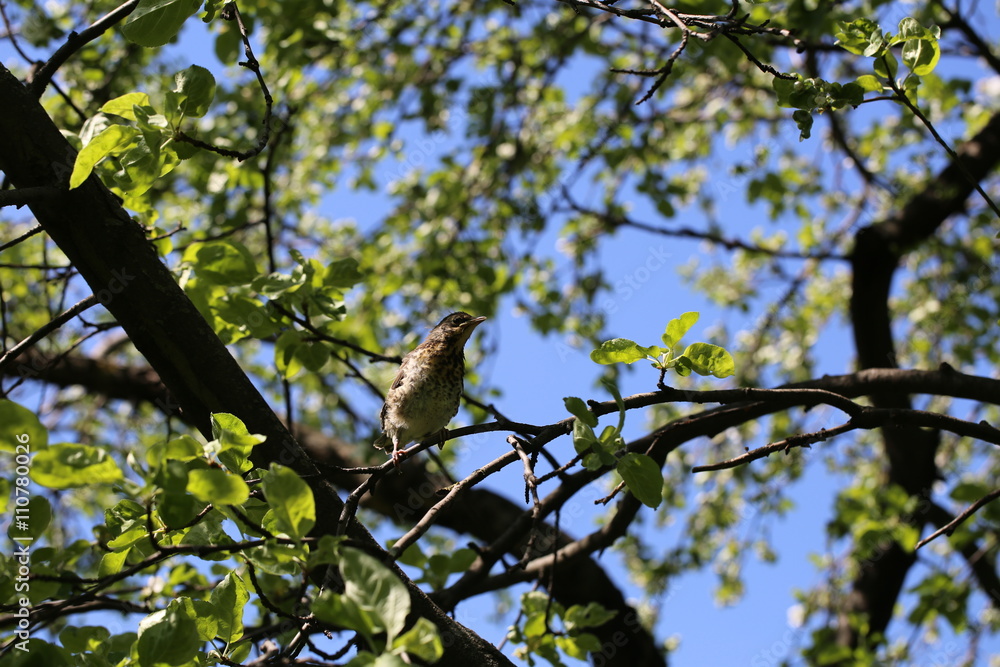 Nestling fieldfare on a tree branch in the garden Nestling fieldfare on a tree branch in the garden