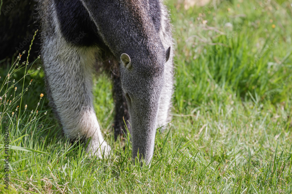 Obraz premium Giant Anteater (Myrmecophaga triductyla)