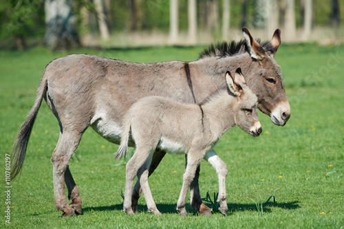 Donkey  Equus africanus asinus 