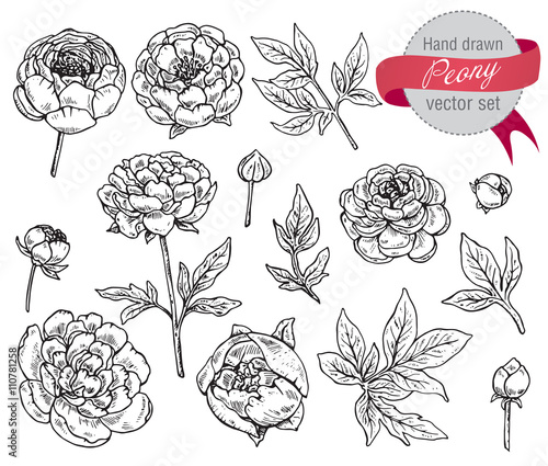 Hand drawn peony flowers vector set