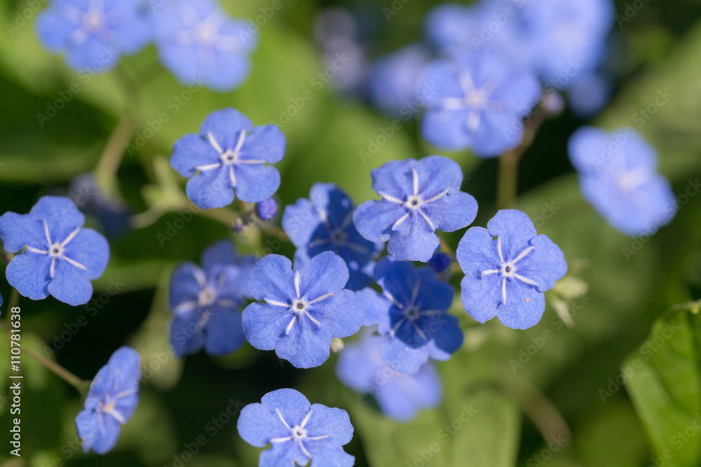 omphalodes in spring day