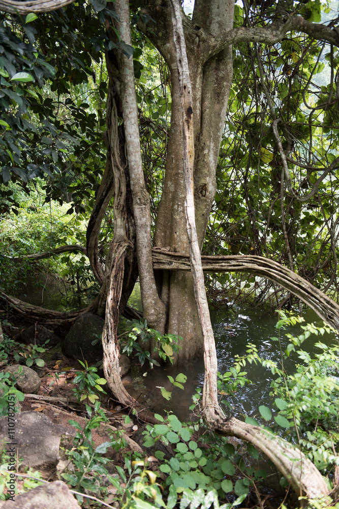 Tree Trunk on Riverside