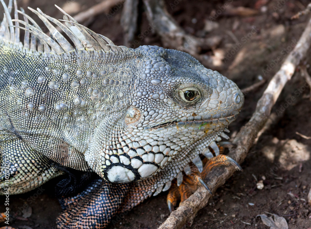 Obraz premium Iguana
