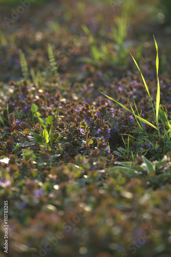 Душистые луговые цветы в траве