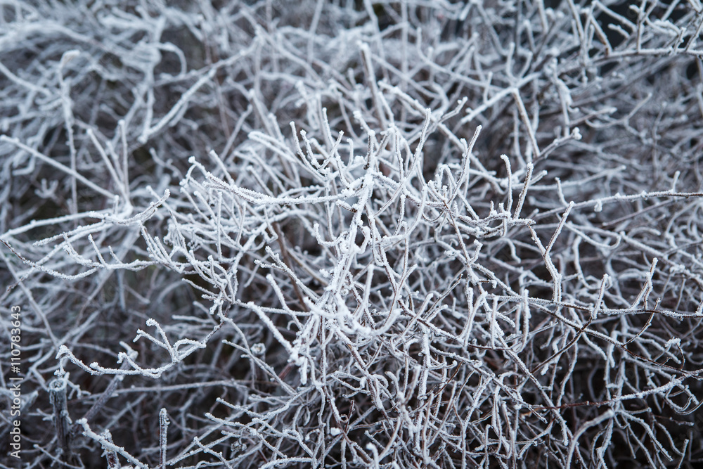 Wintry landscape with shrubs covered with hoarfrost
Wintry landscape with shrubs covered with hoarfrost