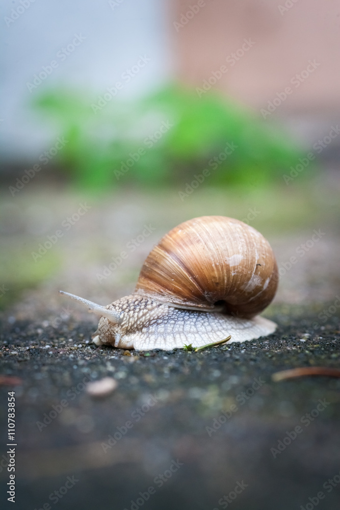 Helix pomatia, Weinbergschnecke oder Schwäbische Auster Helix pomatia, Weinbergschnecke oder Schwäbische Auster