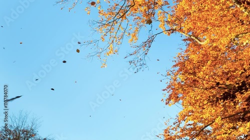 Autumn Leaves
