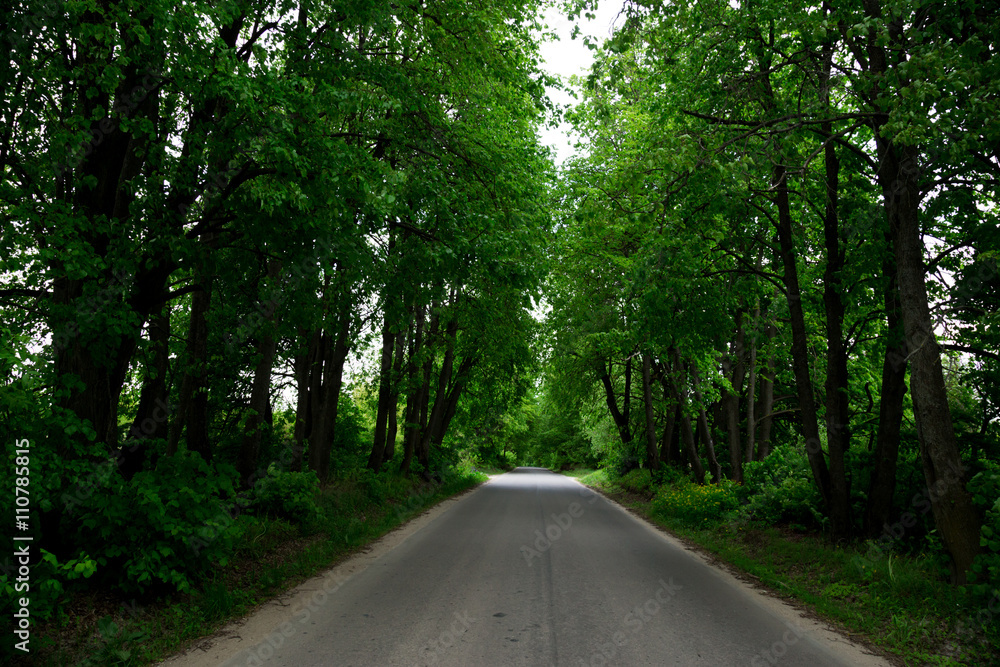 Obraz premium The road between the green trees