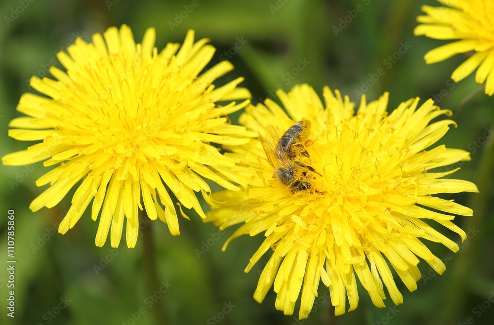 Common dandelion. Common dandelion.