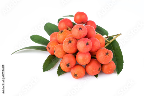 Rowan berries with leaves on white background. Closeup.