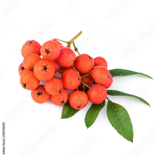 Rowan berries with leaves on white background. Closeup.