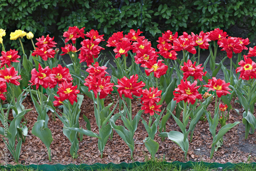 Many of bright red terry tulips