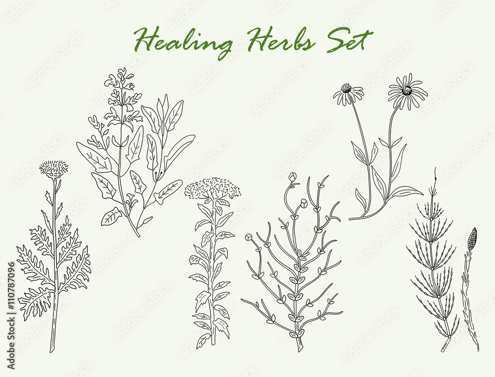 healing herbs set
