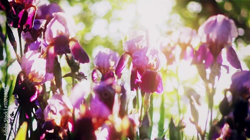 Iris baignés par le soleil du matin photo