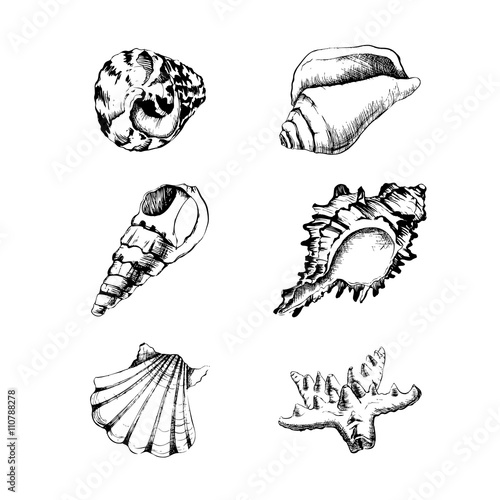 Vector set of hand-drawing with shells