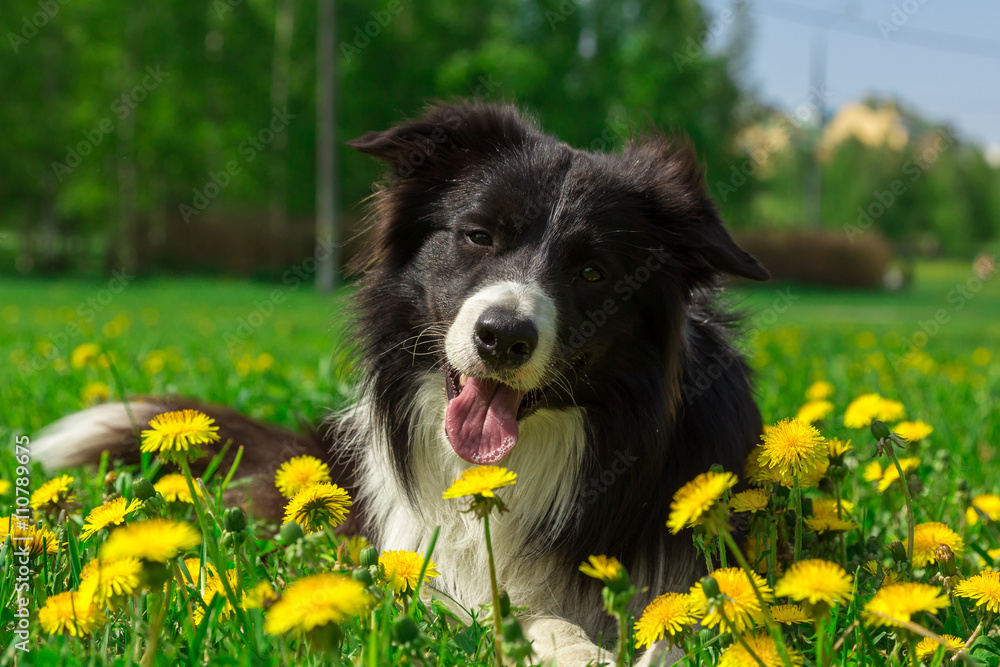 Happy dog at summer park around the dandelions.
