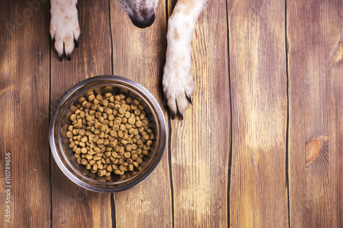 Dog and bowl of dry kibble food