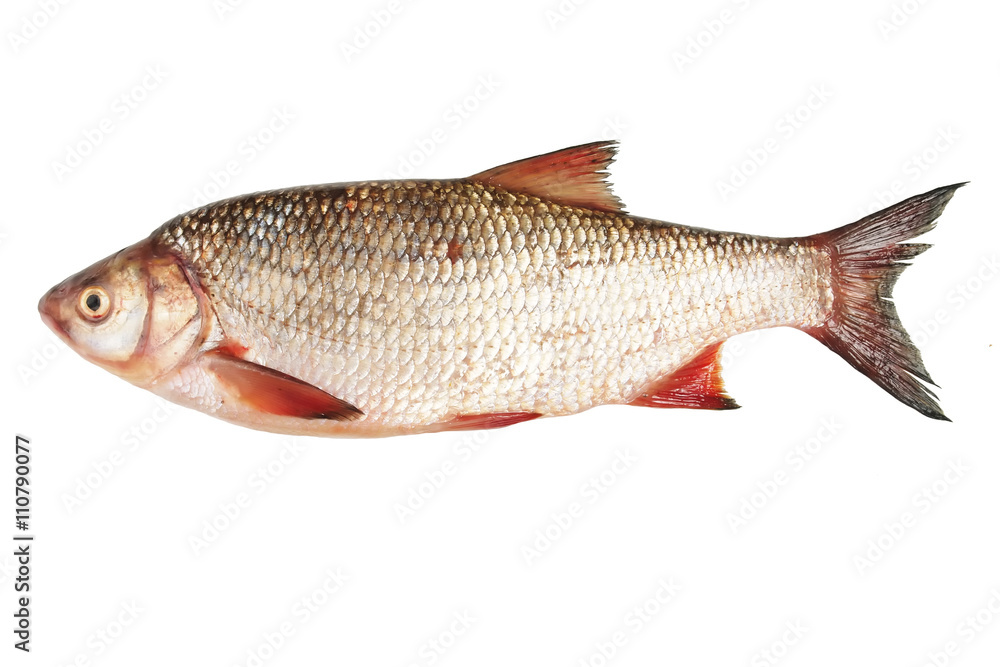 river fish bream on white background isolated river fish bream on white background isolated