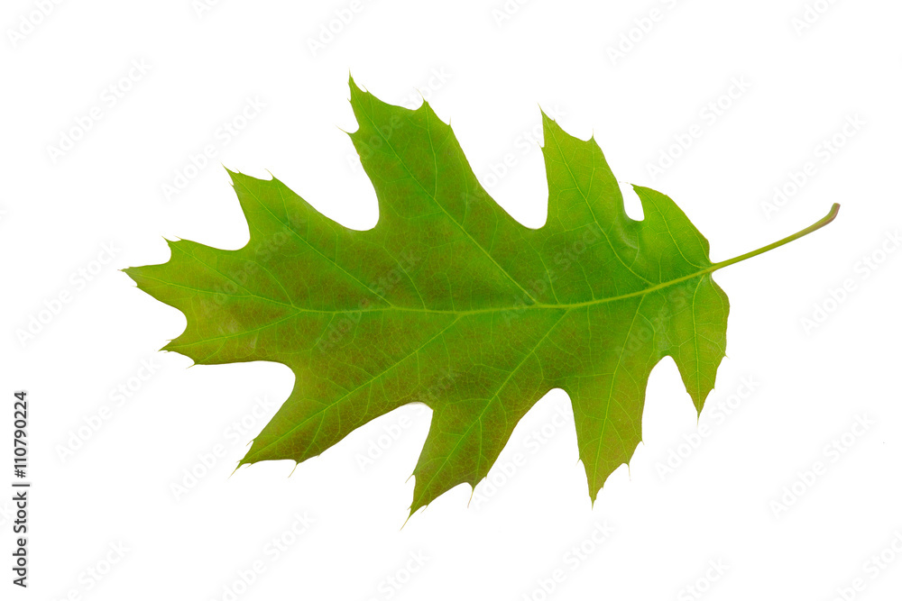 Obraz premium Northern Red Oak (Quercus rubra) tree leaf isolated on a white background.