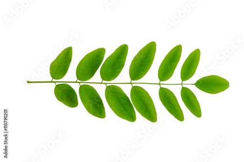 Obraz na plátně Black locust (Robinia pseudoacacia) tree leaf isolated on a white background