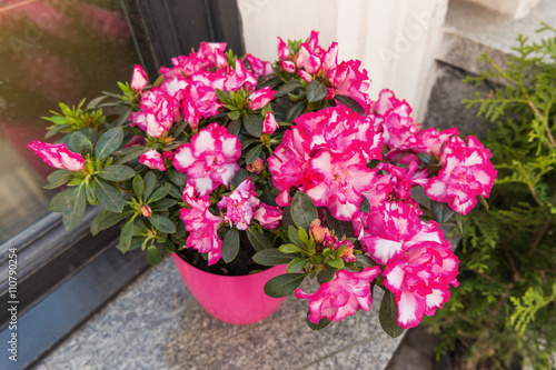 Potted flowers of pink azalea. Street decoration with plants and flowers. Moscow, Russia.