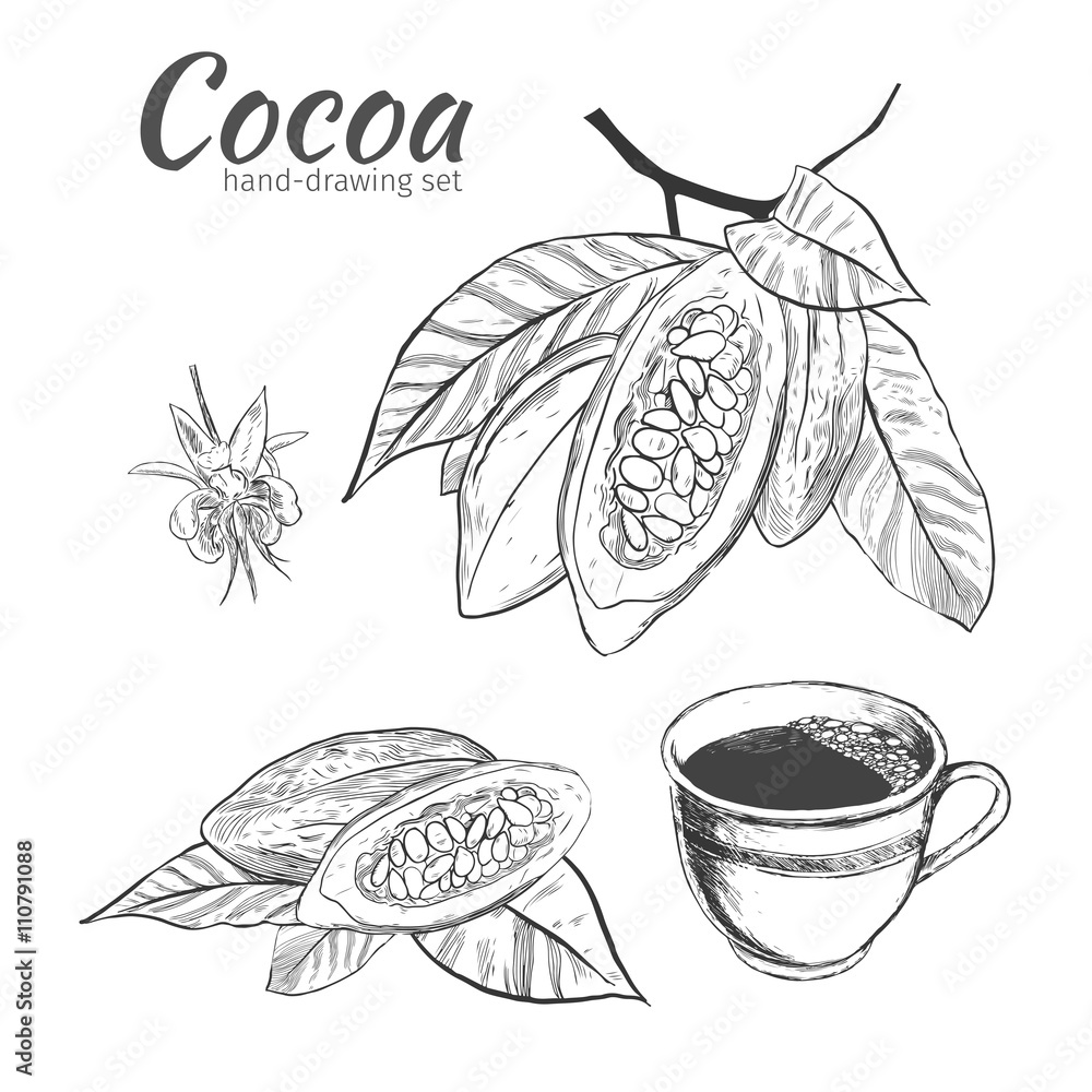 Background with Cocoa bean and leaf. Adobe Stock