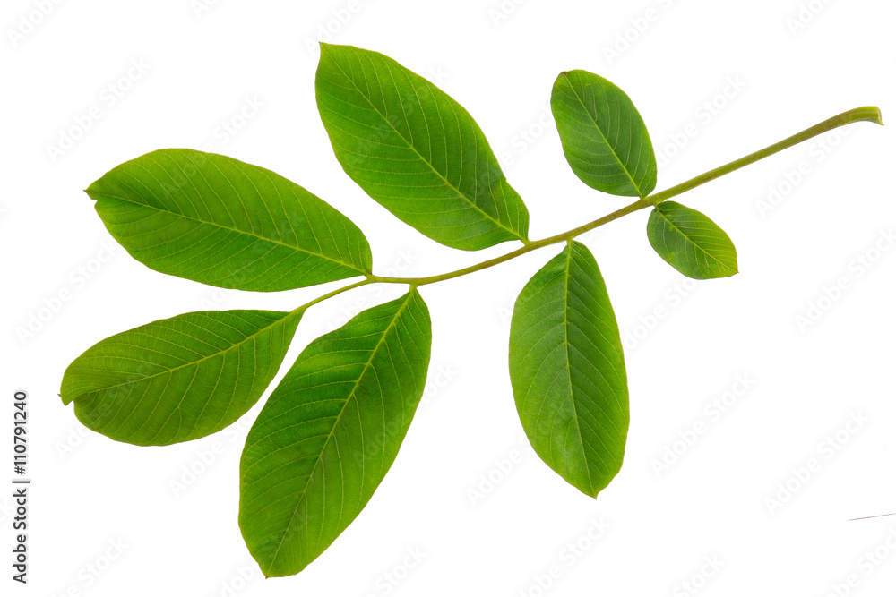 English walnut (Juglans regia) leaf isolated on a white background. English walnut (Juglans regia) leaf isolated on a white background.
