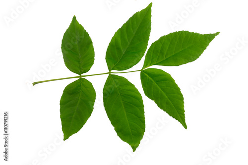 Ash tree (Fraxinus americana) leaf isolated on a white background.
