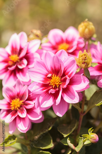 Pink Dahlia flower called Fascination is found in Mexico and is the national flower. photo