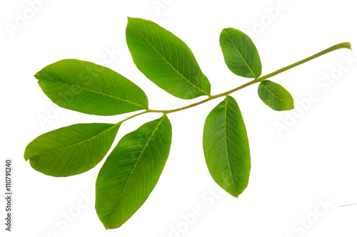 English walnut (Juglans regia) leaf isolated on a white background.