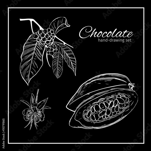 Background with Cocoa bean and leaf. 