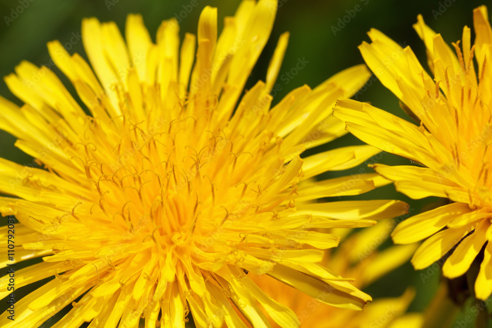 Yellow dandelions on green spring meadow Yellow dandelions on green spring meadow