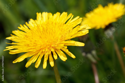 Yellow dandelions on green spring meadow