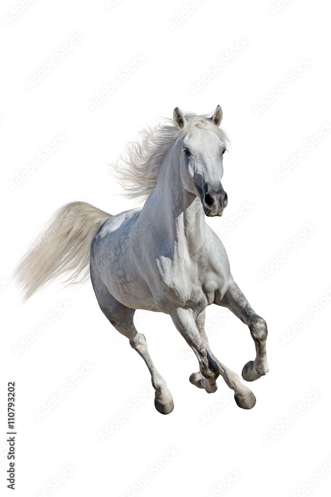 White andalusian horse with long mane run gallop isolated on white background