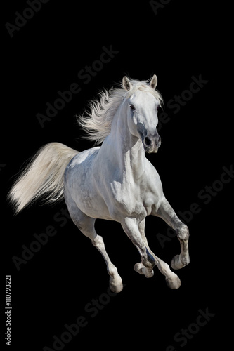 White andalusian horse with long mane run gallop isolated on black background