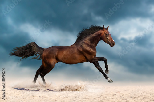 Bay stallion run gallop on desert dust against dramatic sky