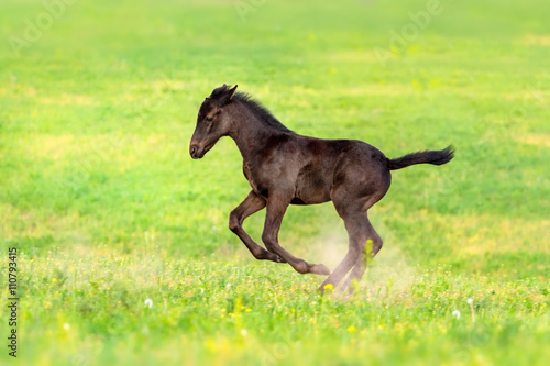 Black foal run gallop on spring pasture