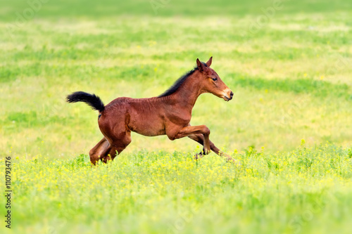Bay foal run gallop on spring pasture