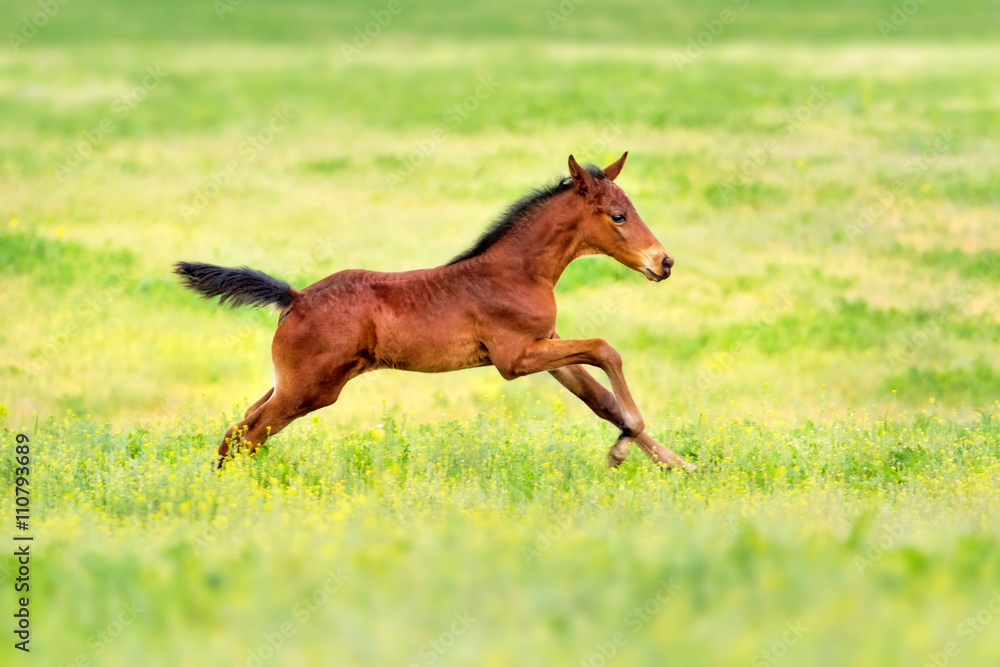 Bay foal run gallop on spring pasture Bay foal run gallop on spring pasture