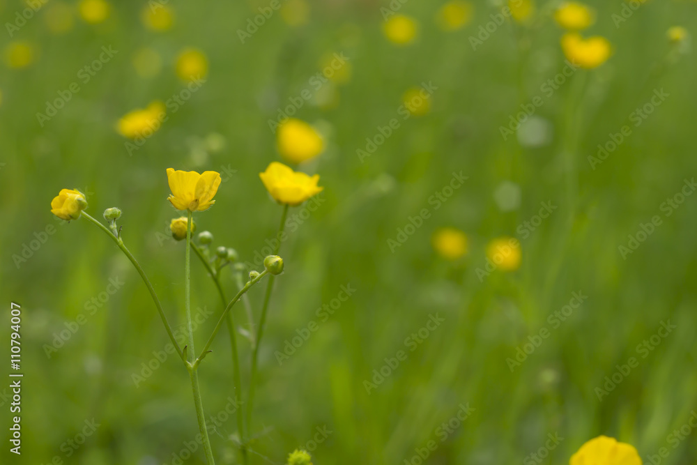 Obraz premium creeping buttercup;