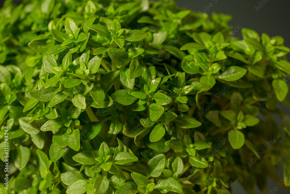 Detail of little leaves of basil, great culinary herb Detail of little leaves of basil, great culinary herb