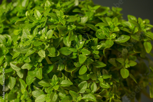 Detail of little leaves of basil, great culinary herb