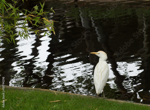 White Heron photo