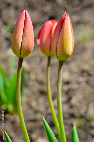 Young buds of tulips in the spring garden