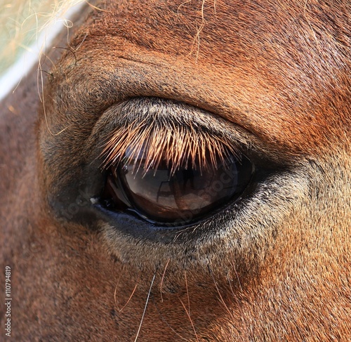 Pferdeauge