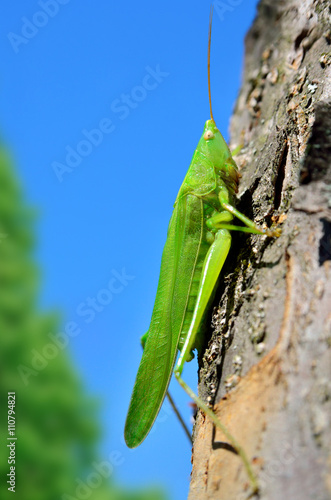 Young, green grasshopper sits on a tree in the garden