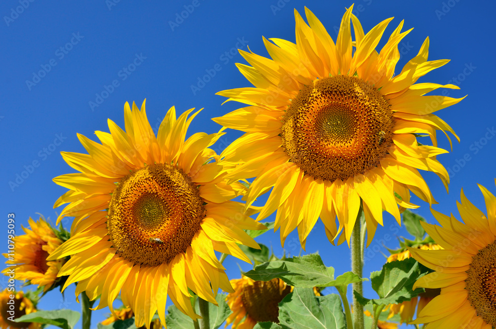 Young sunflowers bloom in field against a blue sky