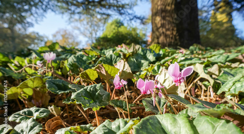 Wallpaper Mural Wild Cyclamen (Persicum) Torontodigital.ca