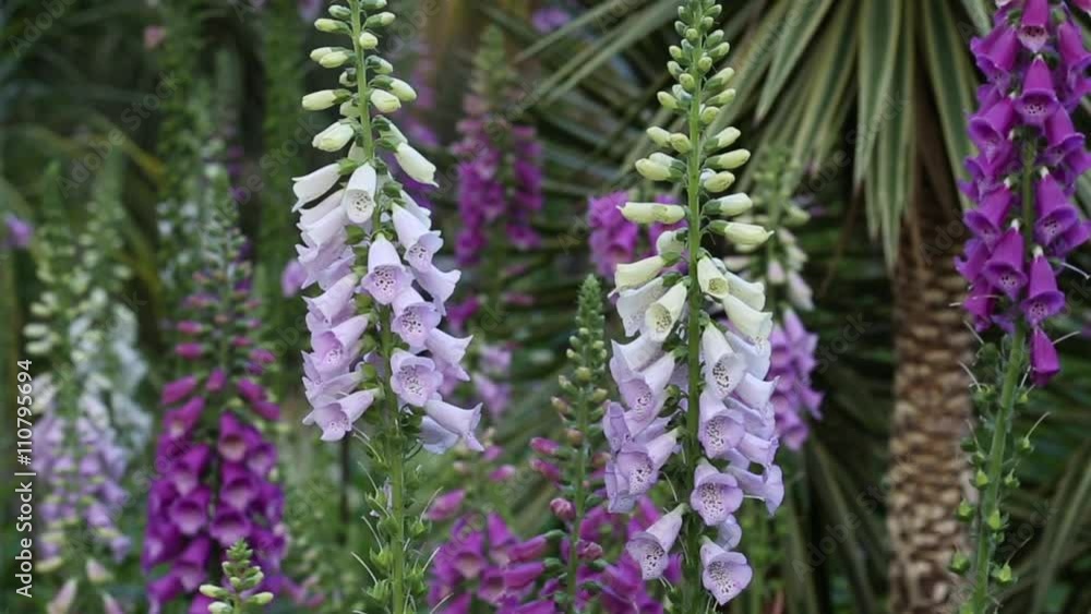 Digitalis purpurea (foxglove) flowers moved by wind
Digitalis purpurea (foxglove) flowers moved by wind