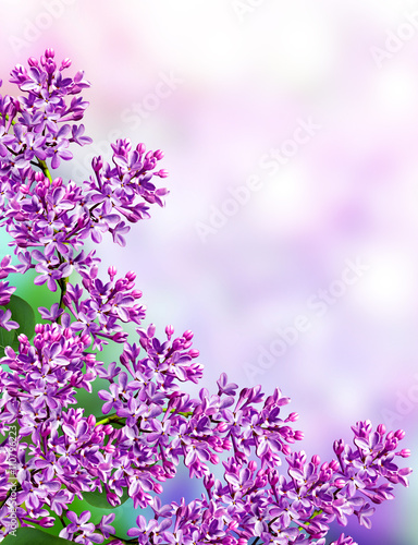 Spring landscape. Fragrant branch of beautiful flowers lilac.